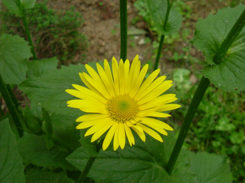 Doronicum columnae